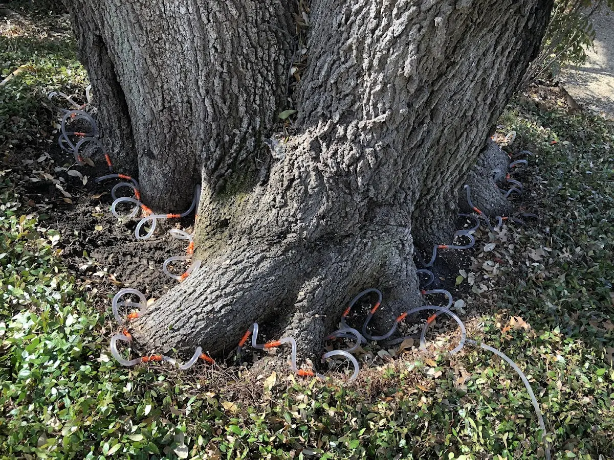 Detailed Shrub and Hedge Trimming job site in Forestdale