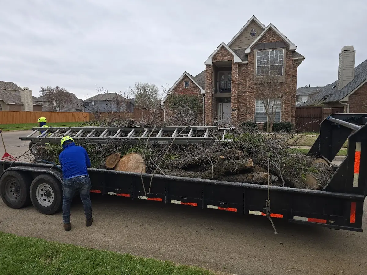 Expert Tree Removal with proper safety equipment in Forestdale
